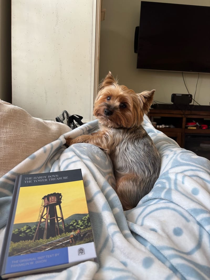 Pippin snuggled in a light blue swirl-patterned blanket, looking back over his shoulder at the camera, with a copy of The Hardy Boys: The Tower Treasure in the foreground.