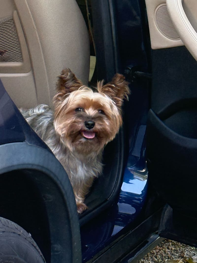 Pippin standing in an open car doorway with his mouth open in a happy smile.