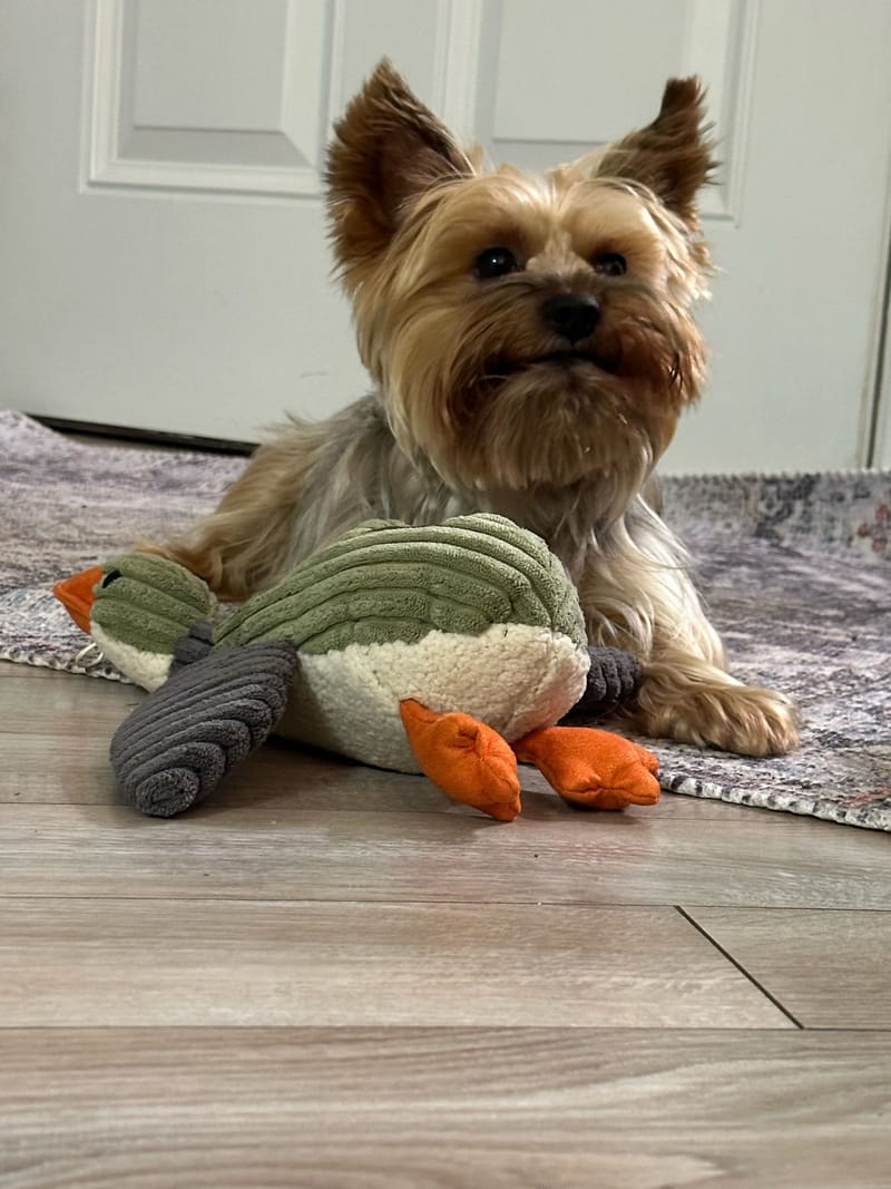 Pippin lying on a rug in front of a white door, behind a green corduroy duck plush toy, holding his head up with a proud, regal look.