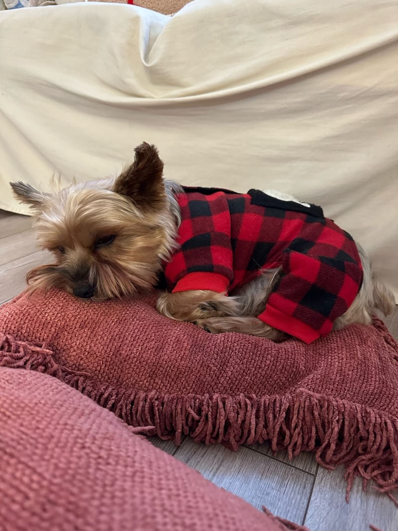 Pippin asleep on a fringed rose-colored cushion, wearing red and black buffalo-plaid fleece pajamas, with his chin resting on the cushion.